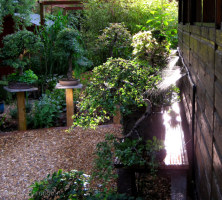 Watering the bonsai 